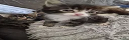 Mixed Breed cats for sale: Mixed breed kittens  - Advert 2