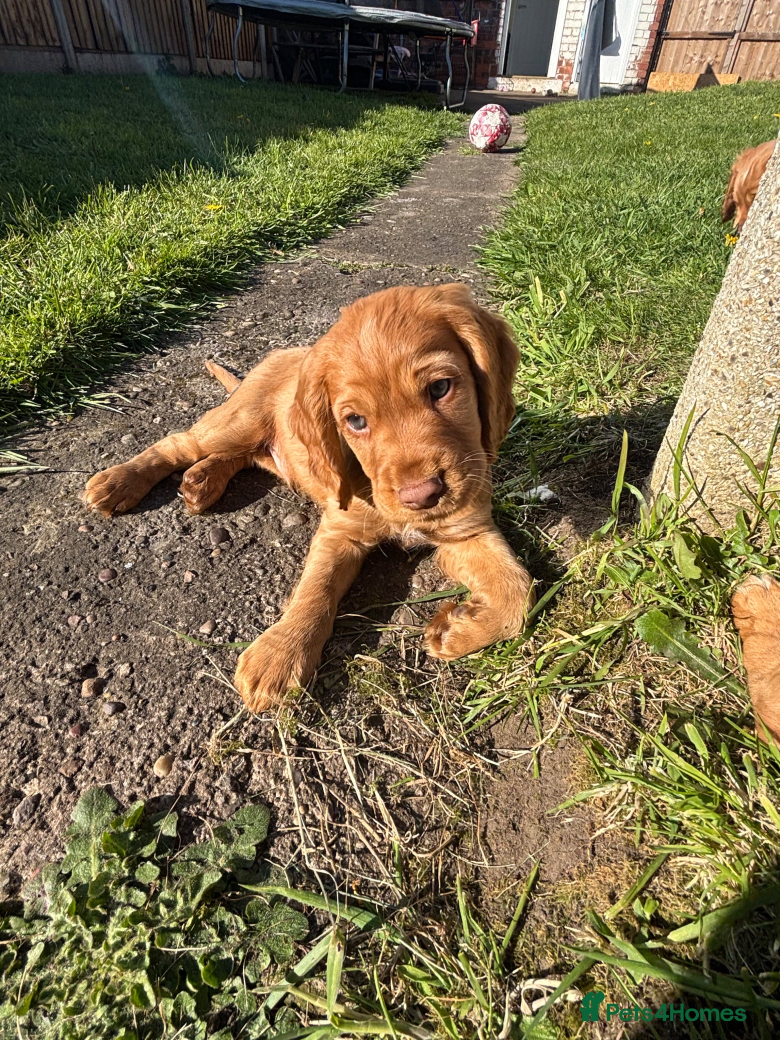 Cocker Spaniel dogs *READY NOW* 2 Boys KC Reg Working Cocker Spaniels  - Advert 2
