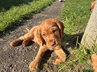 Cocker Spaniel dogs *READY NOW* 2 Boys KC Reg Working Cocker Spaniels - Advert 2
