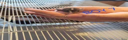 Rat rodents for sale: Baby male and female dumbos and rex rats  - Advert 16