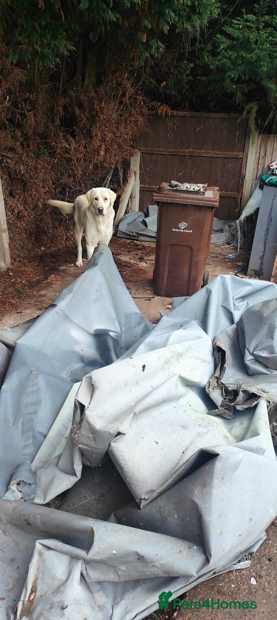 Anatolian Shepherd dogs Spike Turkish Akbash 2 years good with people - Advert 3