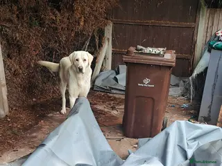 Anatolian Shepherd dogs Spike Turkish Akbash 2 years good with people - Advert 3