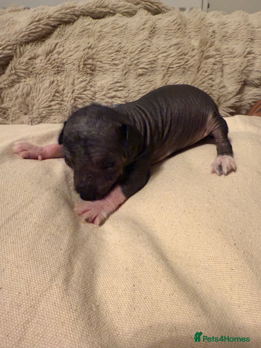 Mixed Breed dogs for sale: Stunning Merle chihuahua 2 girls ready 22nd dec - Advert 6