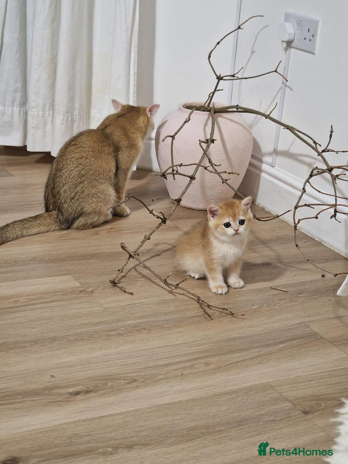 British Shorthair cats Pedigree BSH Kitten Boy  - Advert 2