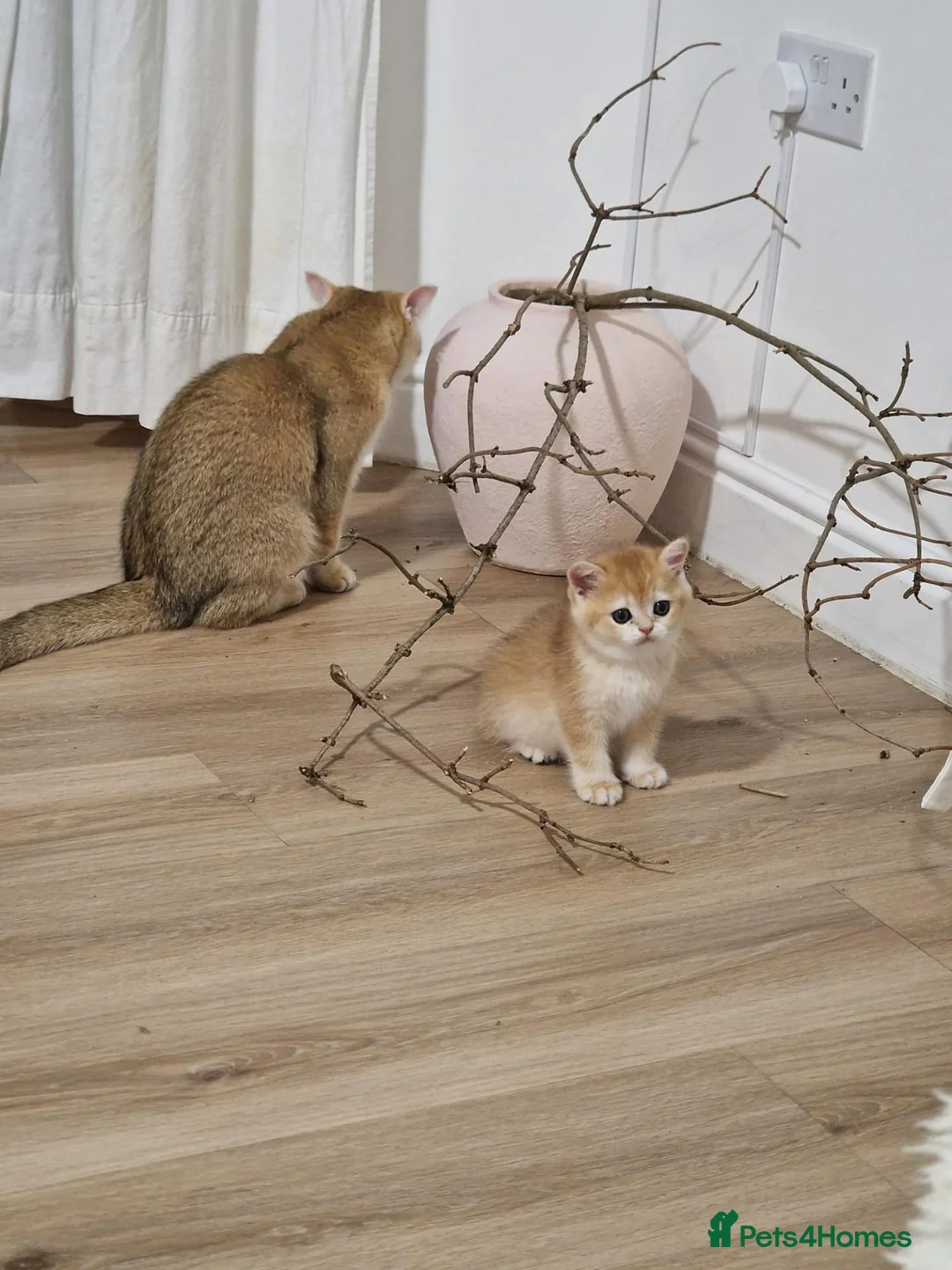 British Shorthair cats for sale: Pedigree BSH Kitten Boy  - Advert 2