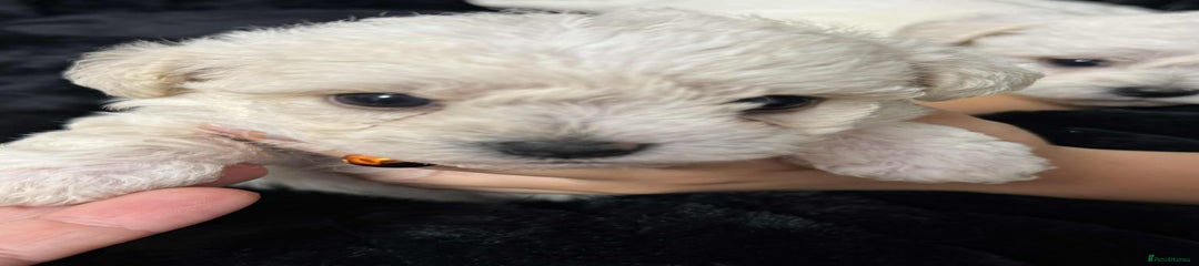 Bichon Frise Puppy 5