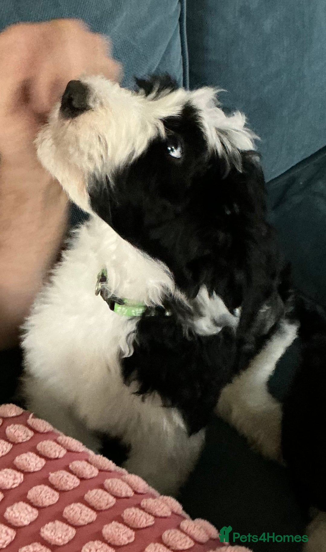 Sheepadoodle dogs for sale: Stunning Sheepadoodle puppies - Image 30