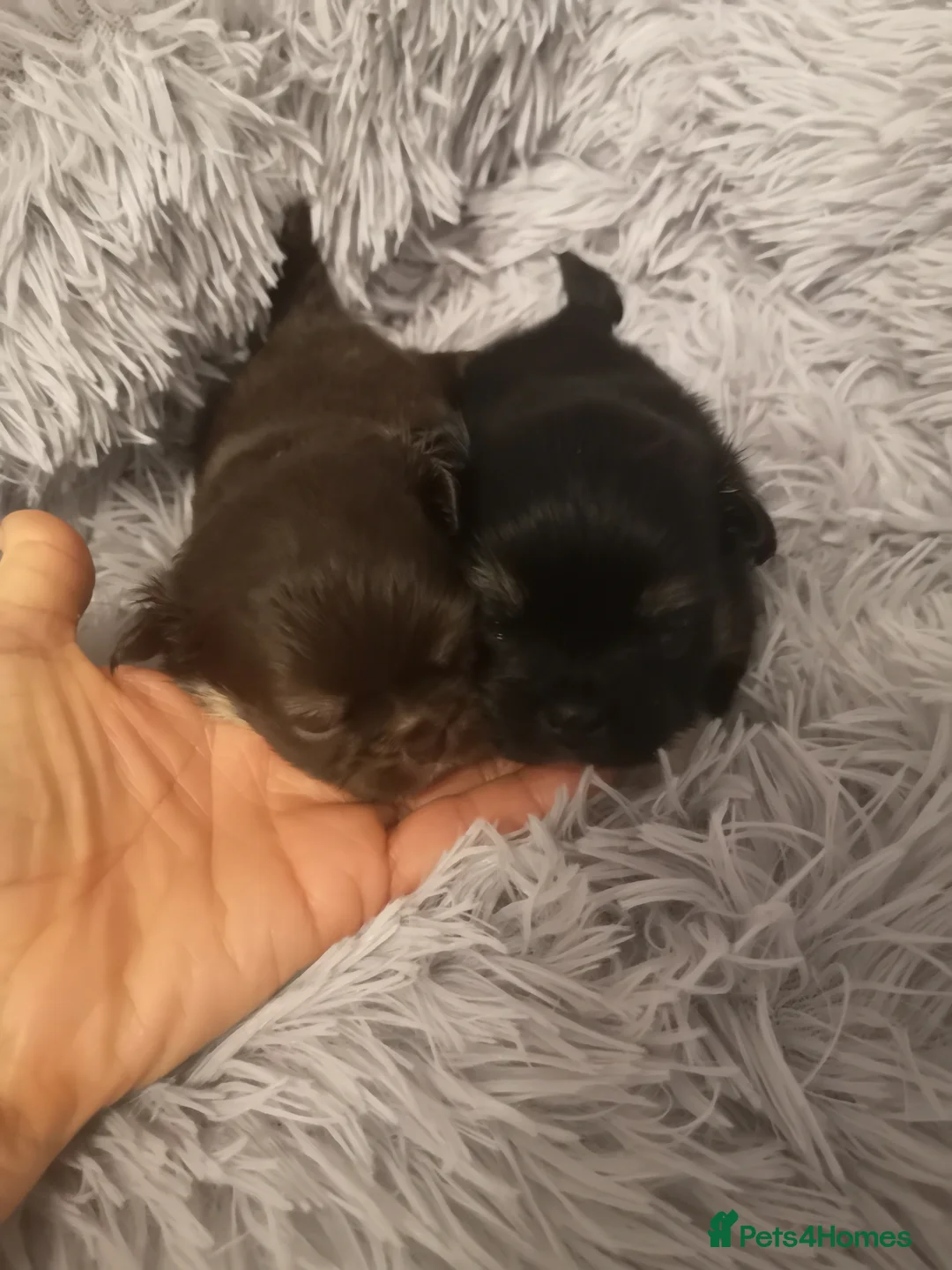 Chihuahua dogs for sale: Long haired chihuahua puppies - Advert 10