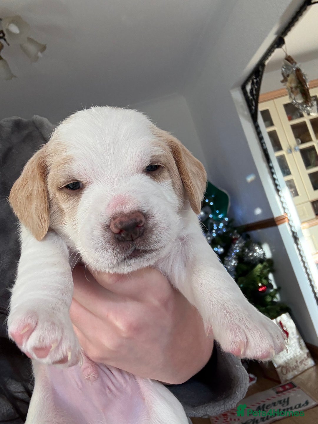 Mixed Breed dogs for sale: Beagle x Parson Russell Terrier Puppies - Advert 9