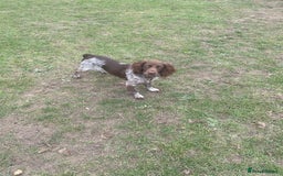 Cocker Spaniel dogs for sale: Duke - Male English Cocker Spaniel  - Image 1