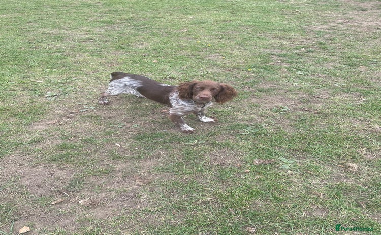 Cocker Spaniel dogs - Advert 2