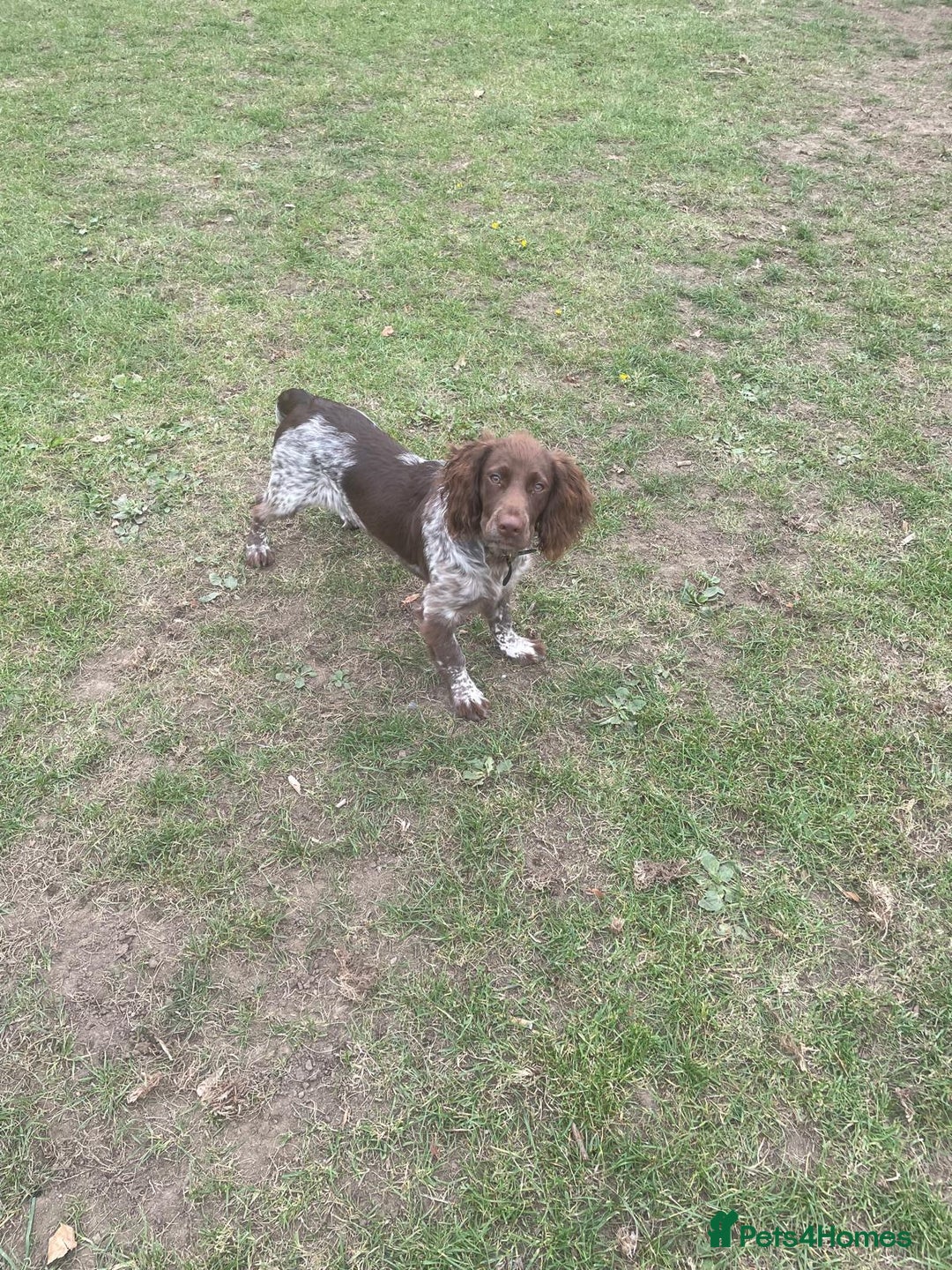 Cocker Spaniel dogs for sale: Duke - Male English Cocker Spaniel  - Image 1