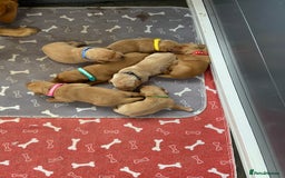 Labrador Retriever dogs for sale: Stunning fox-red labs 4boys left for sale  - Image 4