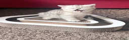 British Shorthair cats for sale: British Shorthair Tabby Female-Champion Heritage🐾 - Advert 26