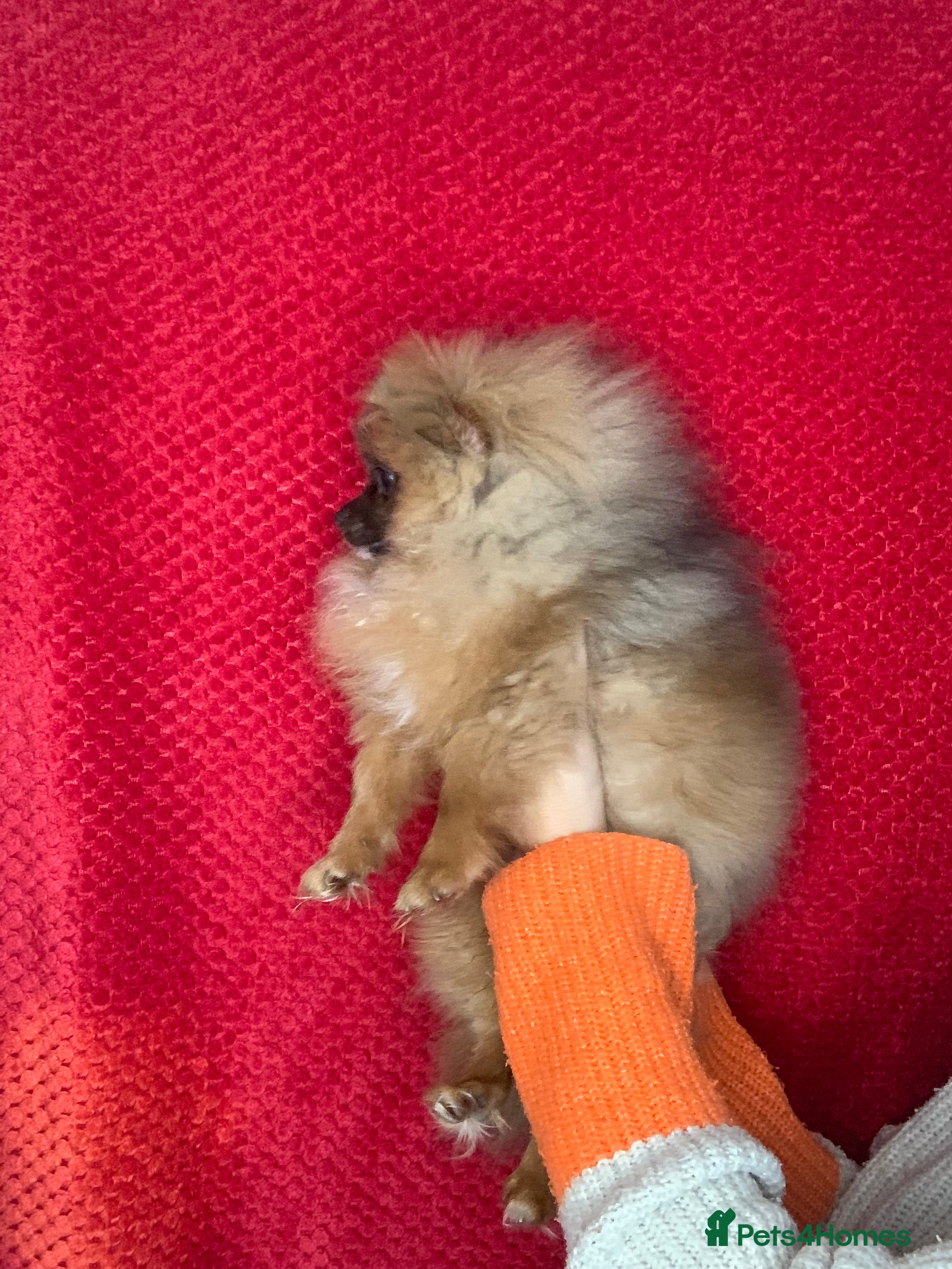 Pomeranian dogs Tiny Female Pomeranian (Family home only ) - Advert 1