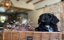 Cockapoo dogs for sale: ✨ Gorgeous Cockapoo Puppies ✨ - Image 3