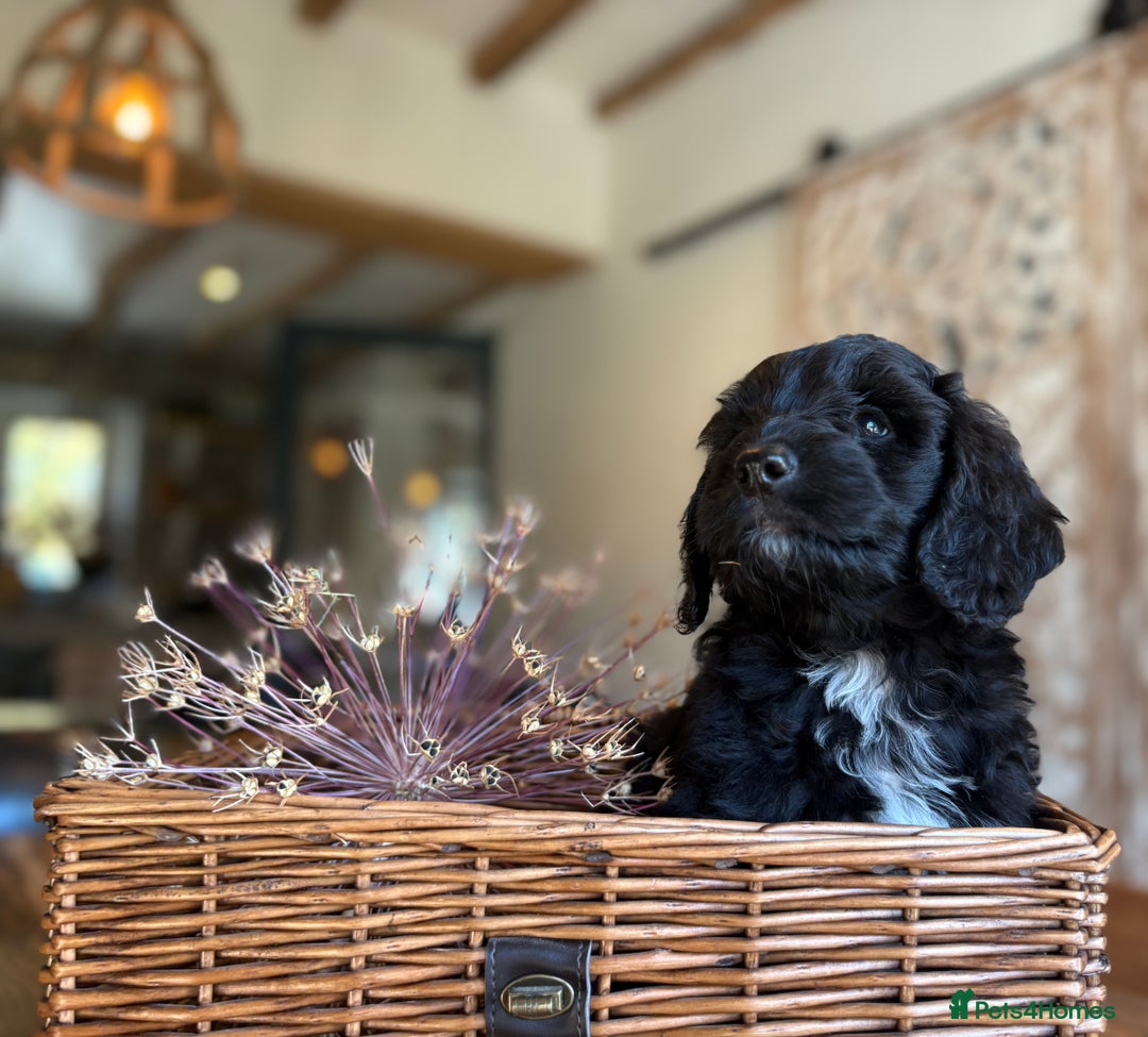 Cockapoo dogs for sale: ✨ Gorgeous Cockapoo Puppies ✨ - Image 3
