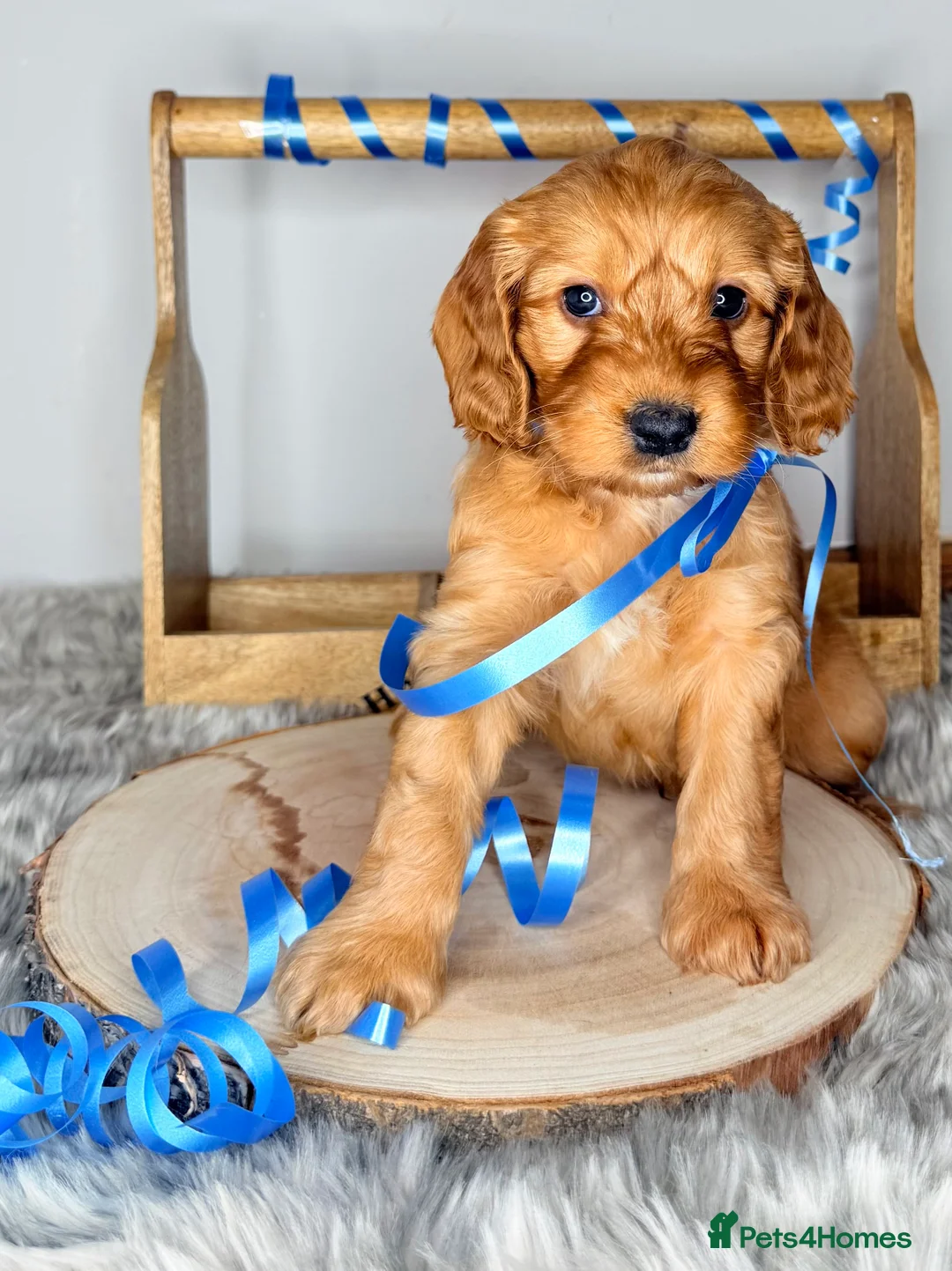 Australian Labradoodle dogs for sale: Australian labradoodle  - Advert 10