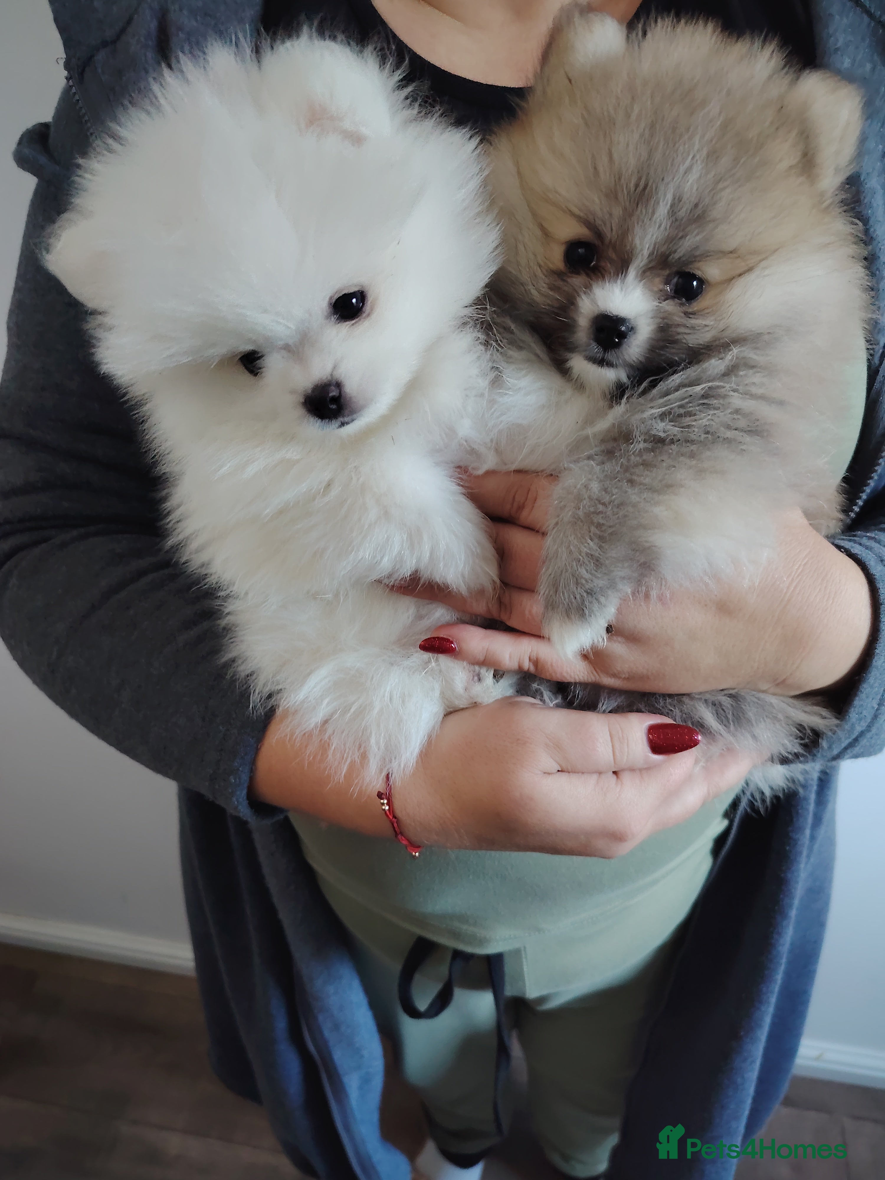 Pomeranian dogs Adorable Pomeranian ❤ 2 boy's available.  - Advert 3