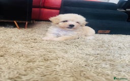 Maltipoo dogs for sale: Gorgeous Maltipoo Puppies  - Image 7