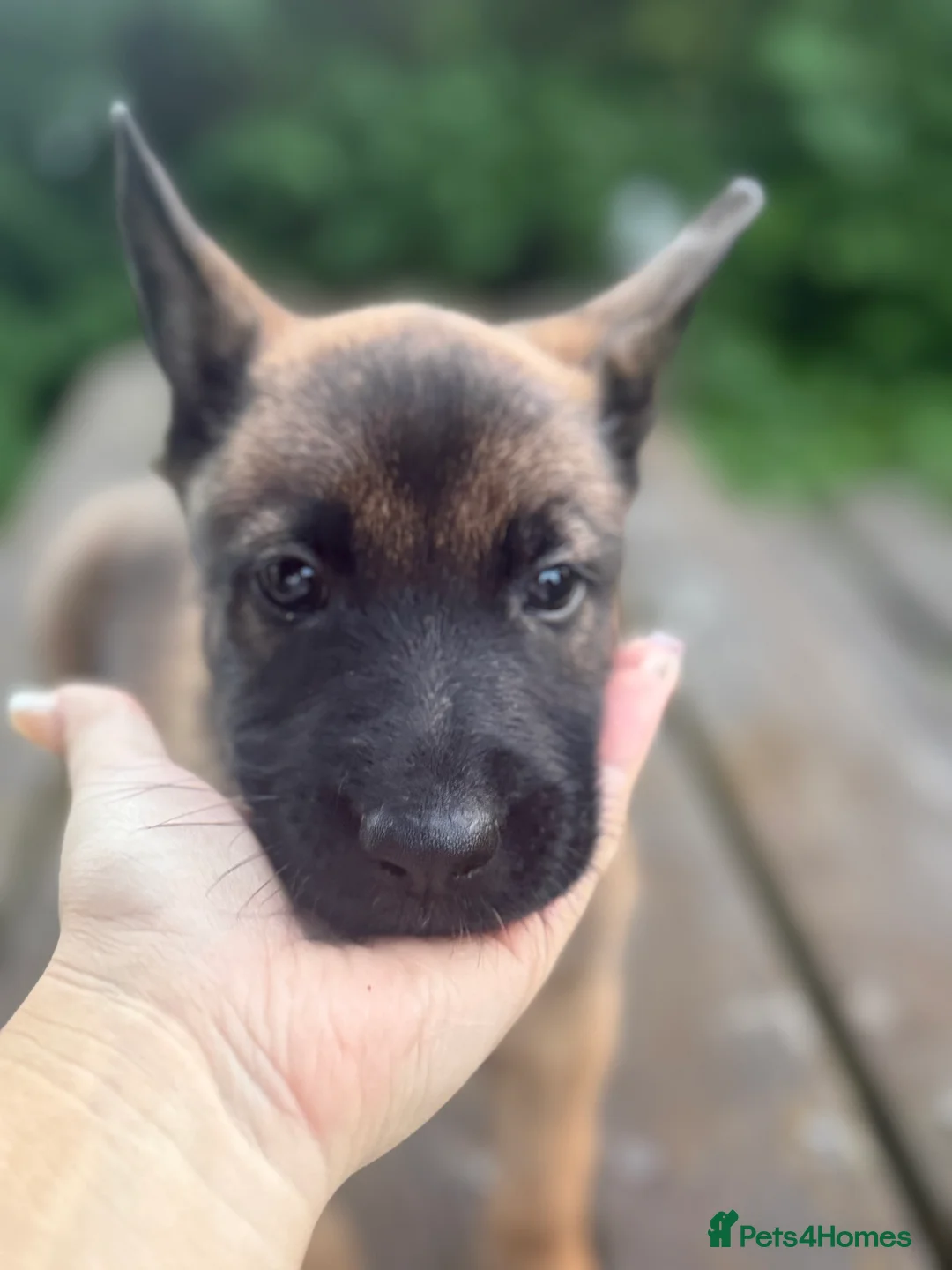 Belgian Shepherd Dog dogs for sale: !!1 LEFT!!Belgian malinios puppy - Advert 15