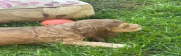 Cocker Spaniel dogs for sale: Show cocker spaniels kc reg pups ready 14 th June  - Advert 11
