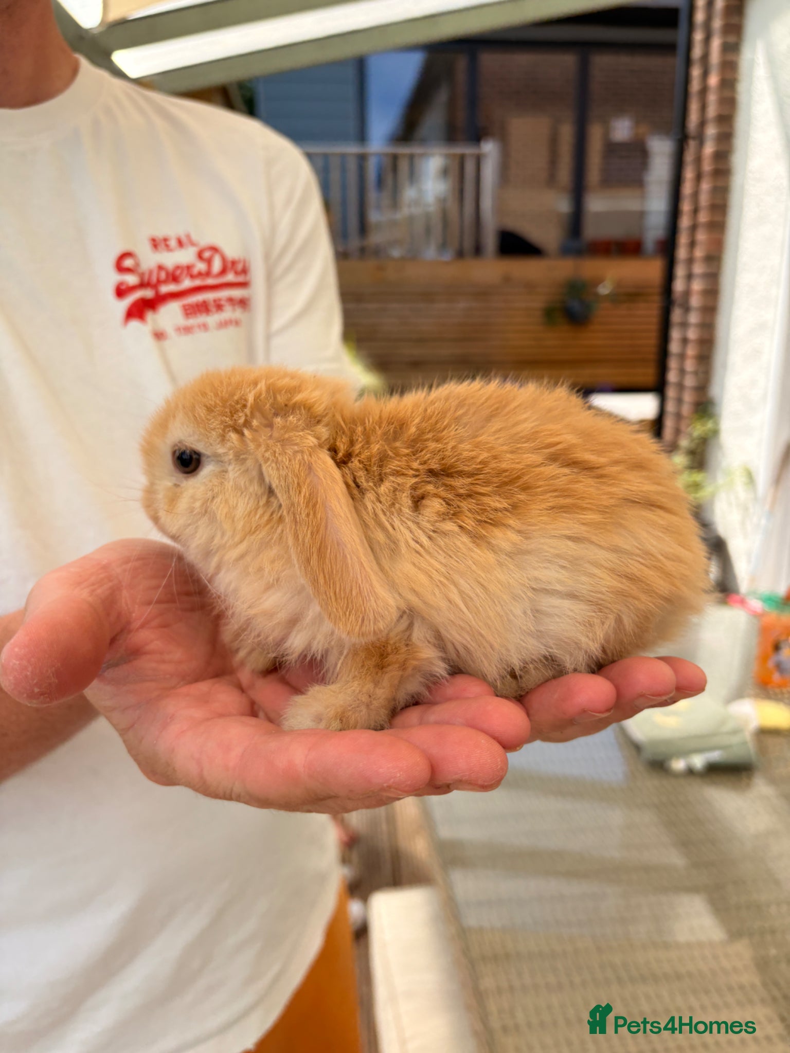 Mini Lop rabbits Mixed Mini Lop Bunnies - Advert 4