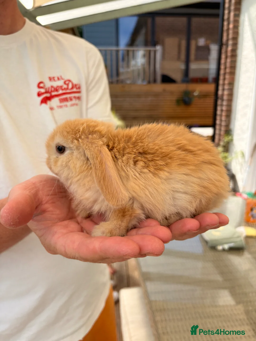 Mini Lop rabbits for sale: Mixed Mini Lop Bunnies - Advert 1