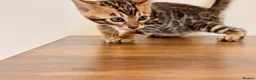 Bengal cats for sale: ⭐⭐⭐ Pedigree Bengal TICA registered Kittens ⭐⭐⭐ - Advert 9