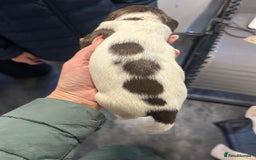 English Springer Spaniel dogs for sale: KC registered Springer spaniels puppies  - Image 22
