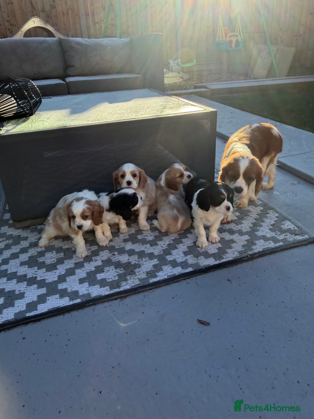 Cavalier King Charles Spaniel dogs for sale: 🐶King Charles Cavalier Puppies✨ STUNNING✨❤️🐶  - Advert 3