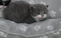 British Shorthair cats for sale: Kittens. in Motherwell - Image 7
