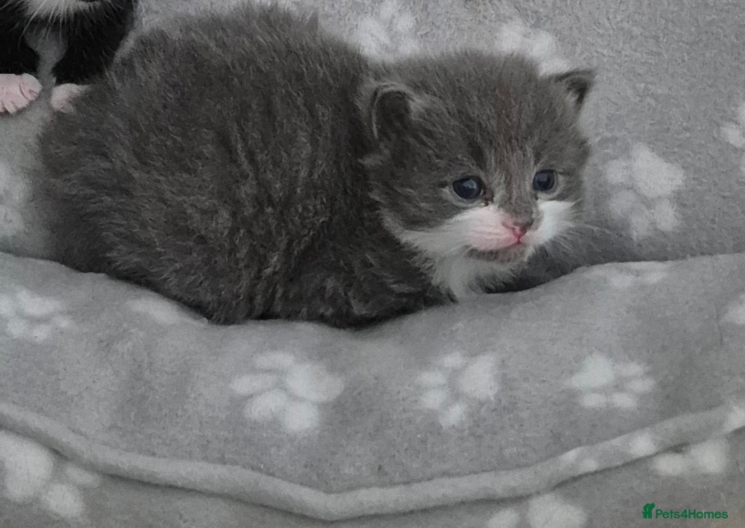 British Shorthair cats for sale: Kittens. in Motherwell - Image 7