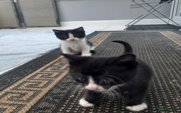 Mixed Breed cats for sale: Ready now! Beautiful kittens - Image 1