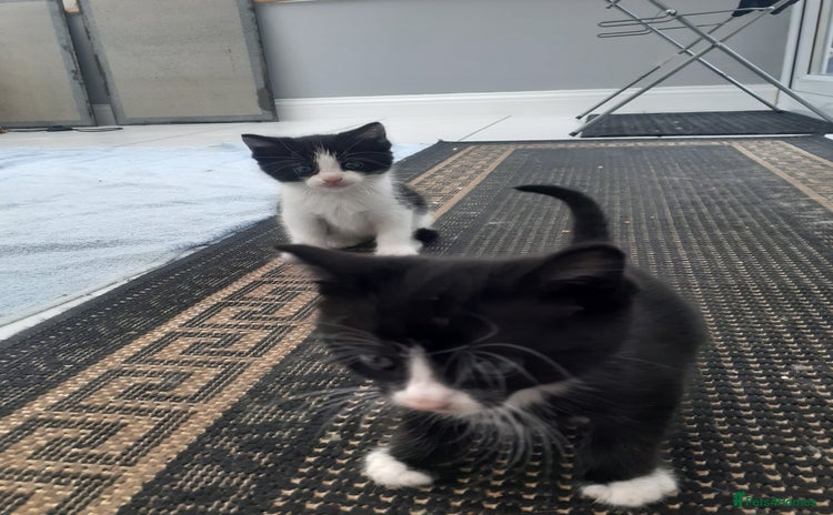 Mixed Breed cats - Advert 16