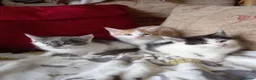 Maine Coon cats for sale: Half maine coon kittens for sale  in Uckfield - Advert 7