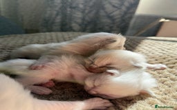 Ragdoll cats for sale: Ragdoll Kittens  - Image 8