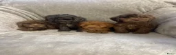 Cockapoo dogs for sale: F1 Beautiful merle cockapoos. - Advert 11