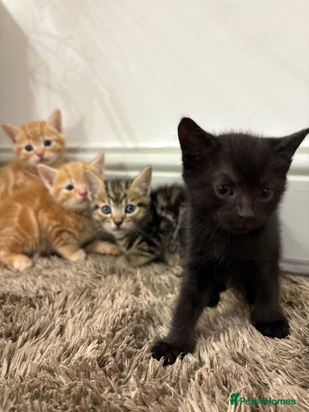 Mixed Breed cats for sale: 5 beautiful kittens for sale !! - Image 5