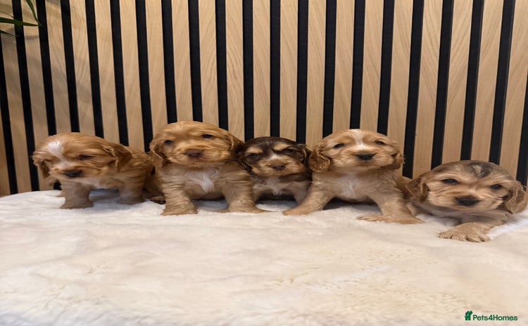 Cocker Spaniel dogs 5* OUTSTANDING KC SHOW COCKER SPANIELS ✨ - Advert 2