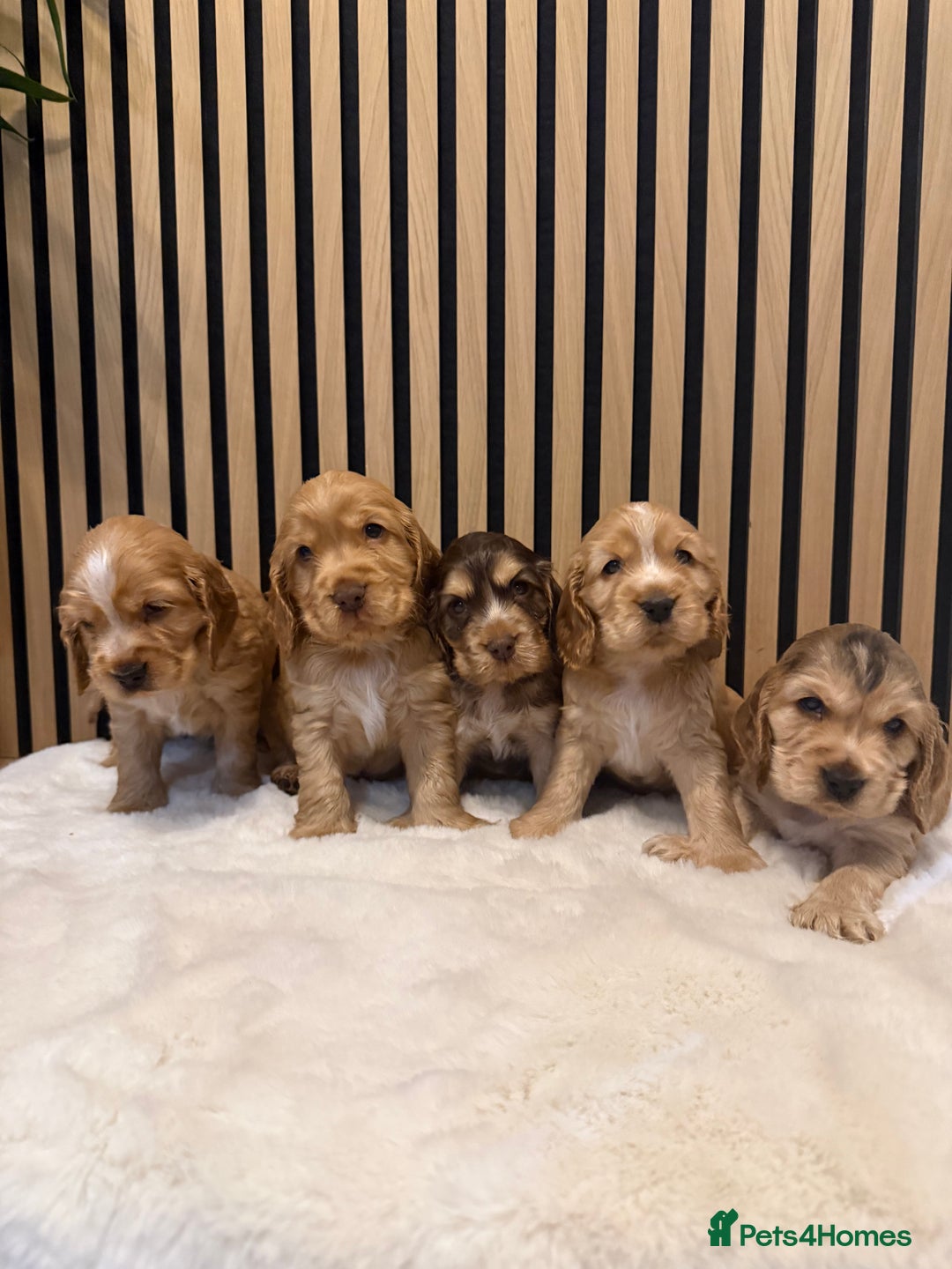 Cocker Spaniel dogs for sale: 5* OUTSTANDING KC SHOW COCKER SPANIELS ✨ - Advert 1