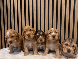 Cocker Spaniel dogs for sale: 5* OUTSTANDING KC SHOW COCKER SPANIELS ✨ - Advert 1
