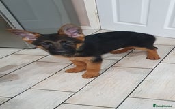 German Shepherd dogs for sale: Beautiful German Shepherd pups Blk / Tan Ready Now - Image 23