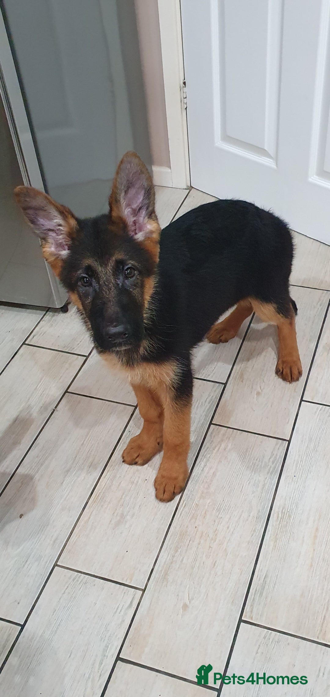 German Shepherd dogs for sale: Beautiful German Shepherd pups Blk / Tan Ready Now - Image 23