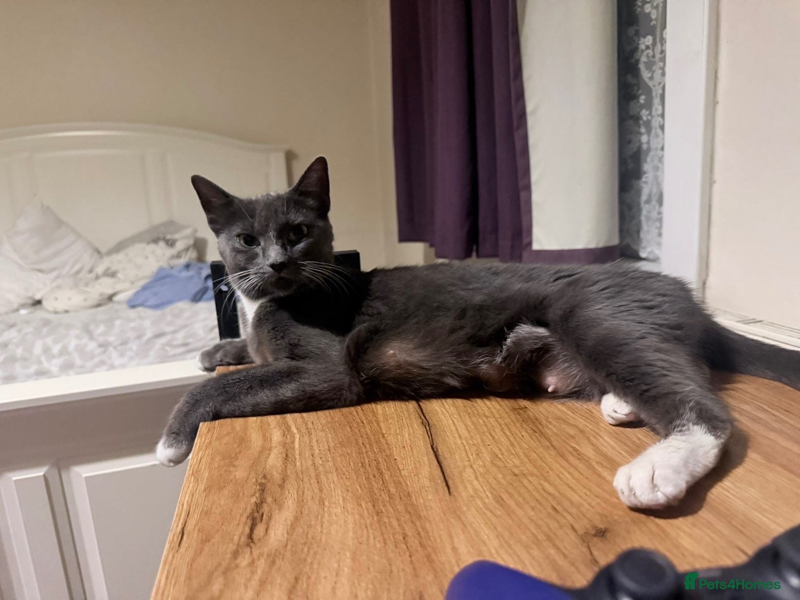 Mixed Breed cats Meet milo and kittens!  - Advert 5