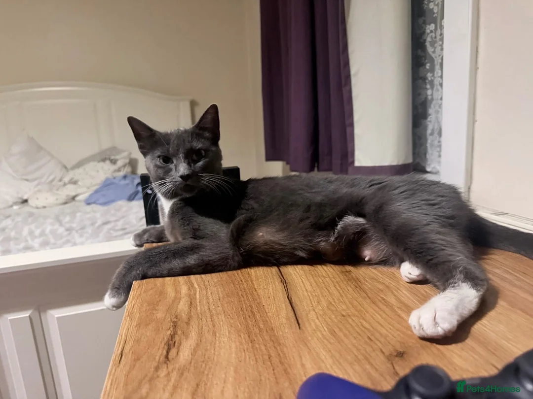 Mixed Breed cats for sale: Meet milo and kittens!  in Enfield - Advert 1