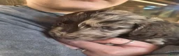Sproodle dogs for sale: Chocolate Merle Sproodles - Advert 18