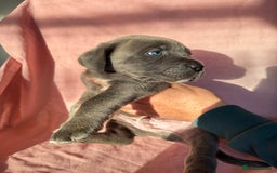 Cane Corso dogs for sale: Stunning Cane Corso Puppies for sale - Image 18