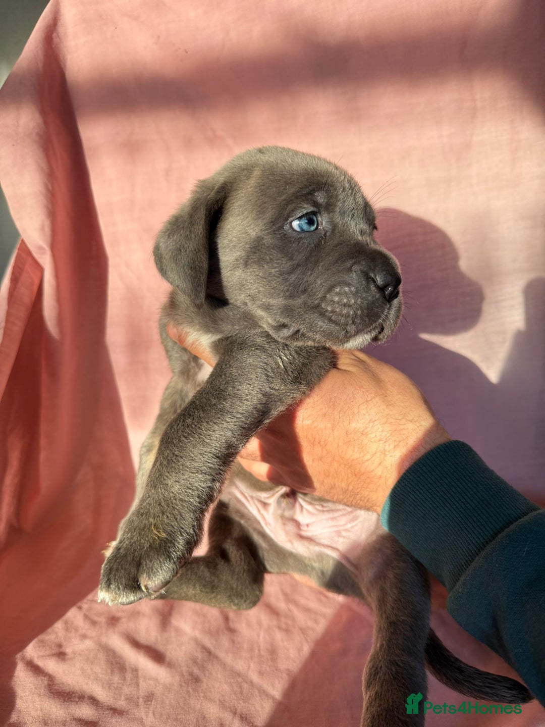 Cane Corso dogs for sale: Stunning Cane Corso Puppies for sale - Image 18