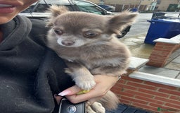 Chihuahua dogs for sale: Long Haired Chiahuahua - Image 5